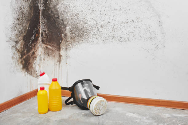 Best Bathroom Mold Remediation in Manton, MI