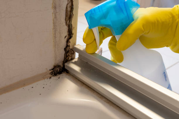 Best Attic Mold Remediation in Manton, MI