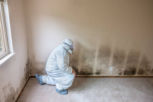 Best HVAC Mold Remediation in Manton, MI