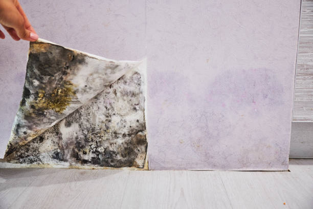 Best Post-Flood Mold Remediation in Manton, MI
